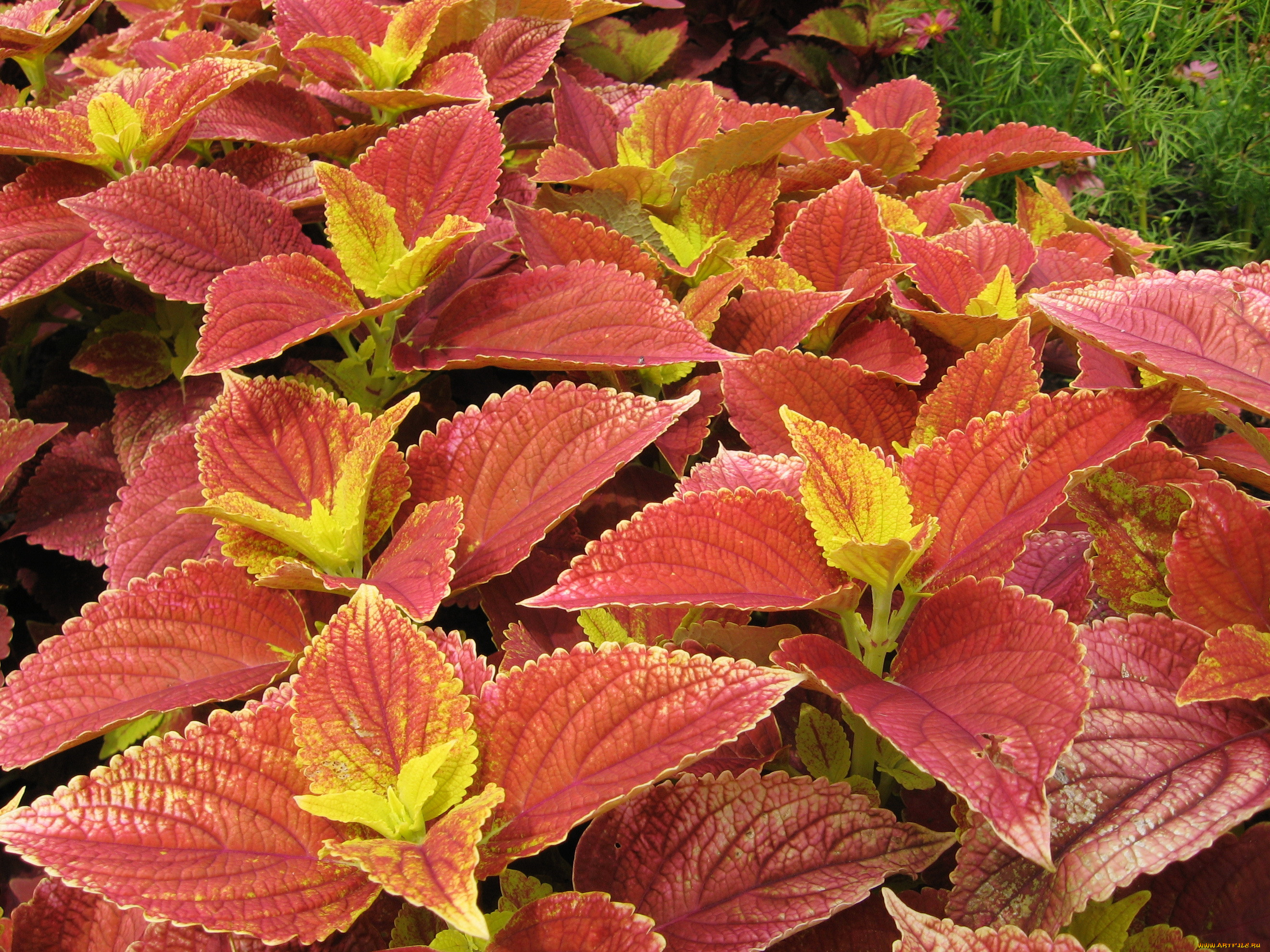 , , , , coleus